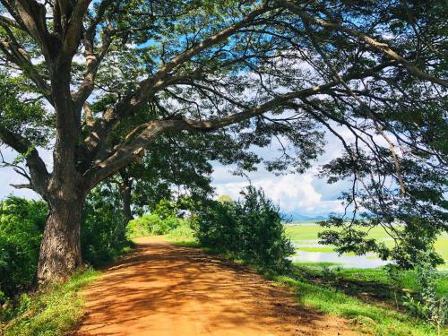 a dirt road with a tree on the side at Richards Cabanas in Tissamaharama