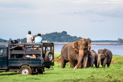 a group of people in a jeep watching elephants at Panoramic Royal Villa in Sigiriya