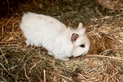 a small white rabbit standing in the hay at Ratschingser Kreuz Blasighof in Racines