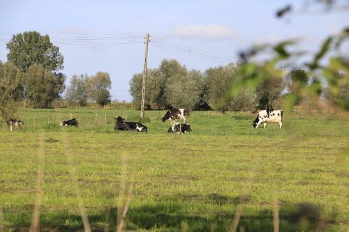 a group of cows grazing in a field at Agroturystyka Żuławiaczek in Nowy Dwór Gdański