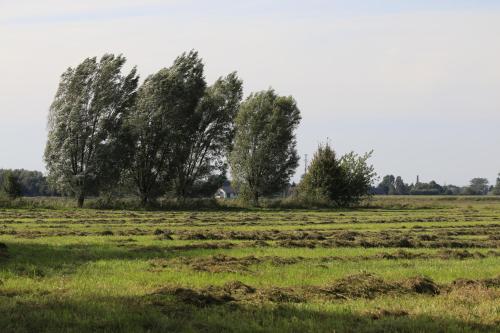 a field of grass with trees in the background at Agroturystyka Żuławiaczek in Nowy Dwór Gdański
