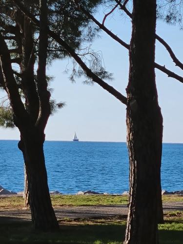 um veleiro no oceano atrás de duas árvores em medium miramare appartamento sogno sul mare em Trieste