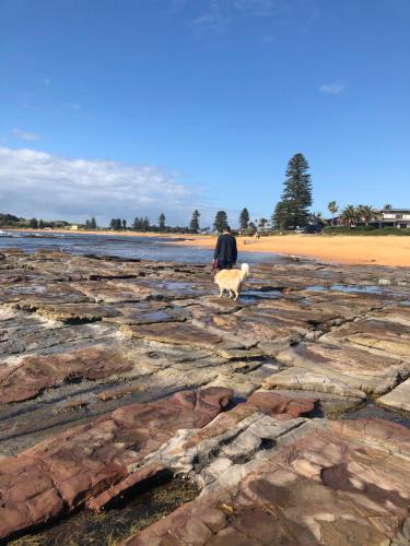 a man walking a dog on the beach at Luxury 4 bedroom house in Deewhy