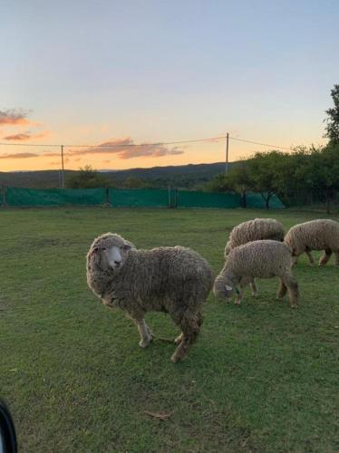 a group of sheep grazing in a field at Posada La Candelaria in Cosquín