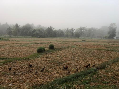 a group of chickens walking in a field at Pimpa House พิมพาเฮาส์ in Ban Hua Nam Mae Sakut