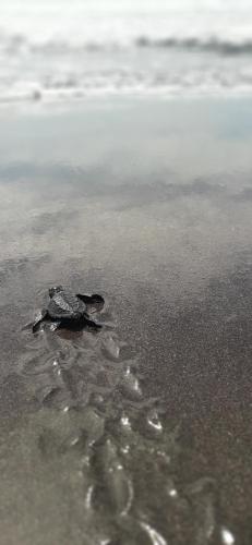 a baby turtle laying in the sand on the beach at Olas Permanentes El Zonte in El Zonte