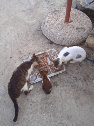 two cats eating food from a plate on the ground at Modern 1-bedroom with BBQ & Roof Garden near Beach in Stalos