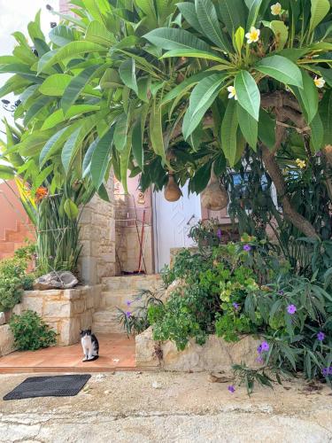 a black and white cat sitting in a garden at Modern 1-bedroom with BBQ & Roof Garden near Beach in Stalos