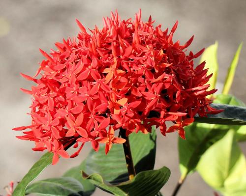 a cluster of red flowers on a plant at Siesta Hotel in Morne Rouge