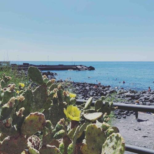 a group of cacti on a beach with the ocean at Tabula House - 4 ELEMENTS in Catania