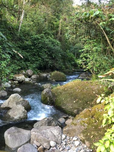 a stream of water with rocks in a forest at Cabañas Colibrí Tayutic in Turrialba