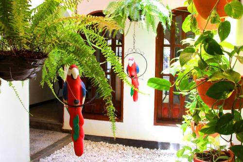 two parrots hanging on the side of a house at La Guaca Hostel Santa Marta in Santa Marta