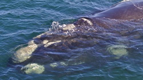 an elephant swimming in the water at Crayfish Lodge Sea & Country Guest House in Gansbaai