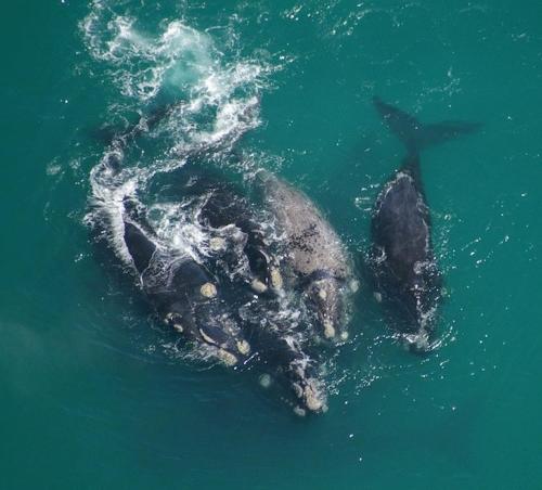 a couple of whales swimming in the water at Crayfish Lodge Sea & Country Guest House in Gansbaai