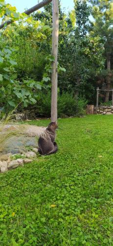 a cat sitting next to a pole in the grass at Égkőris Vendégház in Bakonyszücs
