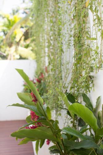 a plant sitting next to a wall with plants at Ginger Palm Villa in Hiriketiya