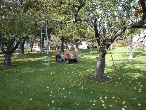 a ladder and a cart in an apple tree at Katrinebergs Folkhögskola B&B in Vessigebro