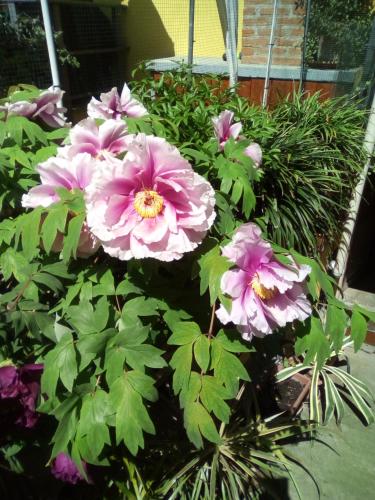 a group of pink flowers in a garden at Monferrato Inn in Rivarone