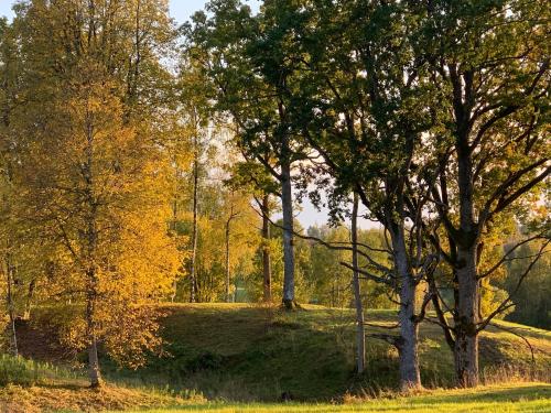 a group of trees in a grassy field at Pie Ezerrozēm in Ķavari