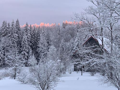 a snow covered forest with trees and a barn at Pie Ezerrozēm in Ķavari
