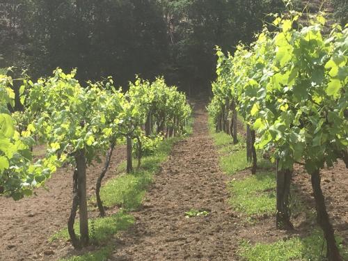 a row of grape vines in a vineyard at quinta da quinta, private room in Vieira do Minho