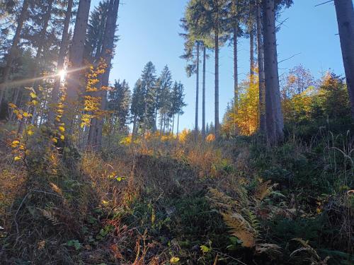 a forest with trees and the sun shining through the trees at Ferienhof Alte Post, Apartments in Weissbriach