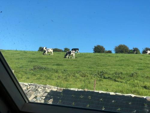 a group of cows grazing in a field of grass at Muckruss Lodge Clonakilty An Oasis of Tranquility in Clonakilty
