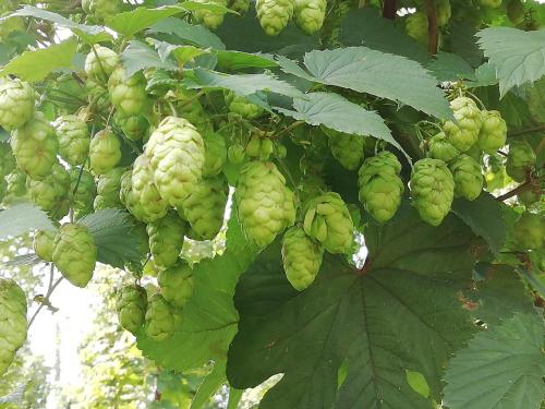 a bunch of green grapes hanging from a tree at Au Bonheur Frontalier in Steenvoorde