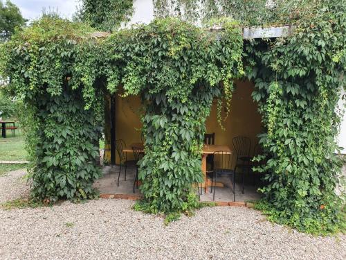 a patio with a table covered in green ivy at Pensiunea Deceneu in Slănic