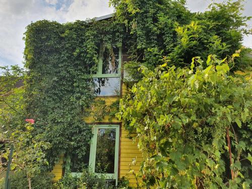 a yellow house covered in plants and vines at Pensiunea Deceneu in Slănic