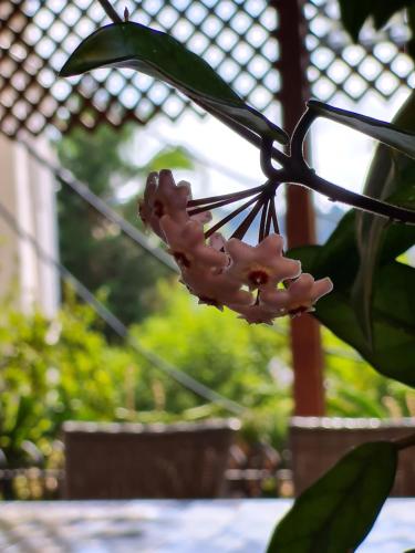 a close up of a flower on a plant at Beth-Shalom in Haifa