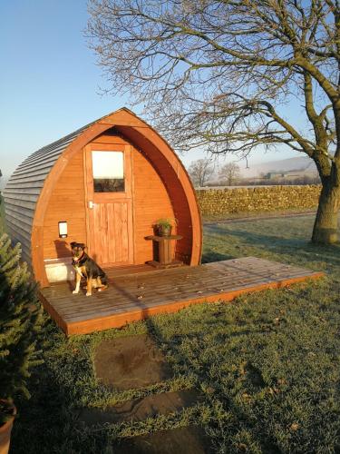 a dog sitting on a wooden deck in a dome house at Sunny Mount Glamping Pod in Long Marton