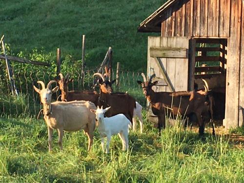 Animales en la casa o chalet o alrededores
