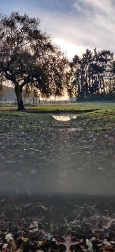 a tree in a field next to a body of water at Lianko - Vakantiewoning in Bekkevoort