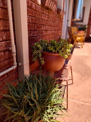 a pot of plants sitting on the side of a building at Acacia Gastehuis in Kathu