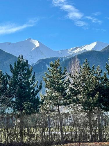 a group of pine trees with mountains in the background at Ground floor 2-bedrooms, 2-bathrooms apartment near Bansko in a complex with pools and SPA included in Razlog