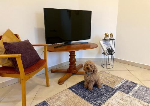 Et tv og/eller underholdning på Booklovers apartment close to center