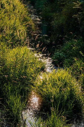 a path through a field of grass and weeds at Coffein apartments in Mostkovice