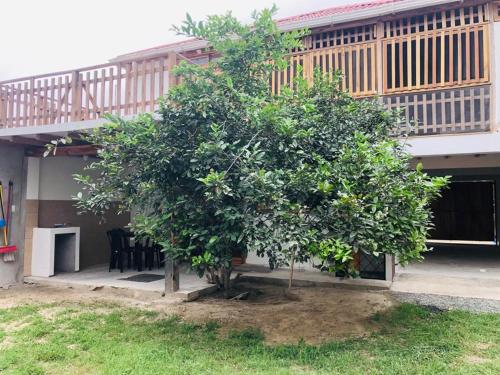 ein großer Baum vor einem Haus in der Unterkunft Casa de Paz in San Vicente