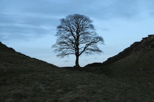 a tree on the side of a hill at String Of Horses in Carlisle