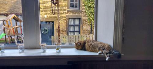 a cat laying on a window sill at Trawden Arms Community Owned Pub in Winewall