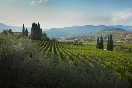a large green vineyard with trees and mountains in the background at Villa Archi B&B in San Pietro in Cariano