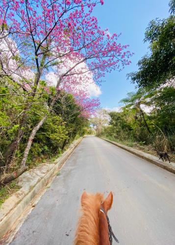 ファームステイの敷地内または近くにいる動物