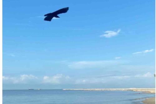 a bird flying over the ocean on a beach at MELAKA BEACH VILLA ( B TYPE ) in Melaka