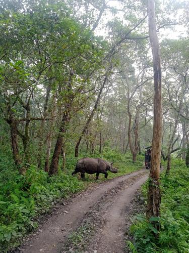 a rhino crossing a dirt road in a forest at Crocodile Safari Camp in Chitwan