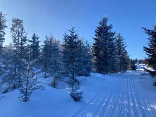 a snow covered field with trees and tracks in the snow at Bühnenwirtshaus Juster in Gutenbrunn