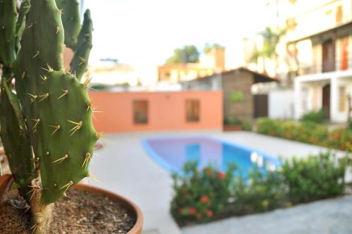 a cactus in a pot next to a swimming pool at OXENTE Natal in Natal