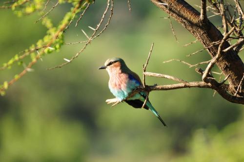 a small bird perched on a tree branch at Morokolo Safari Lodge Self-catering in Pilanesberg