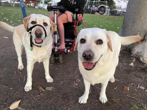 two dogs standing next to a person in a wheelchair at Torquay Terrace Bed & Breakfast in Hervey Bay