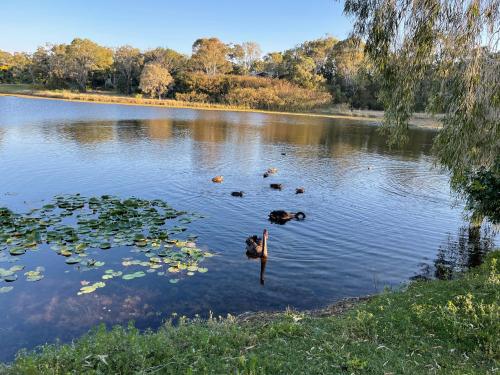 a group of ducks swimming in a lake at Torquay Terrace Bed & Breakfast in Hervey Bay